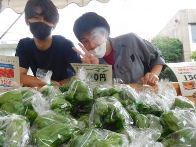 野菜経営学科（ピーマン）