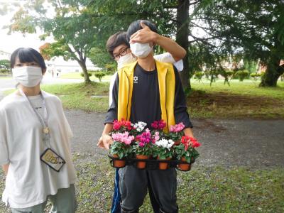 花き経営学科（シクラメン）