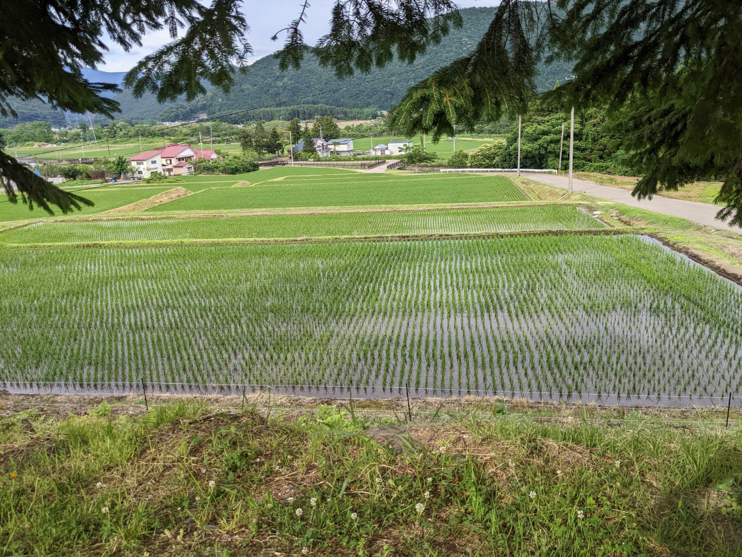 渋谷の棚田の写真