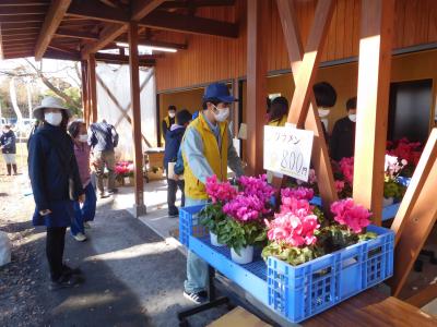 シクラメン（花き経営学科）