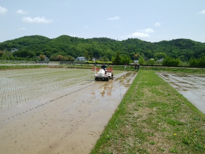 田植え