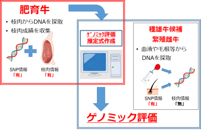ゲノミック評価のイメージ