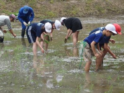 写真：大分さまになってきました