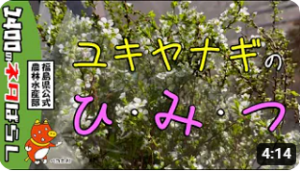 須賀川のユキヤナギのひみつ！