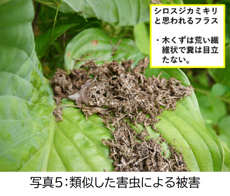 写真5：類似した害虫による被害