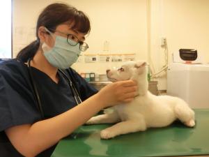 譲渡動物の健康チェック