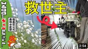 【宿根カスミソウ】定植機で省力化