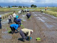 会津地域研究所大田植え