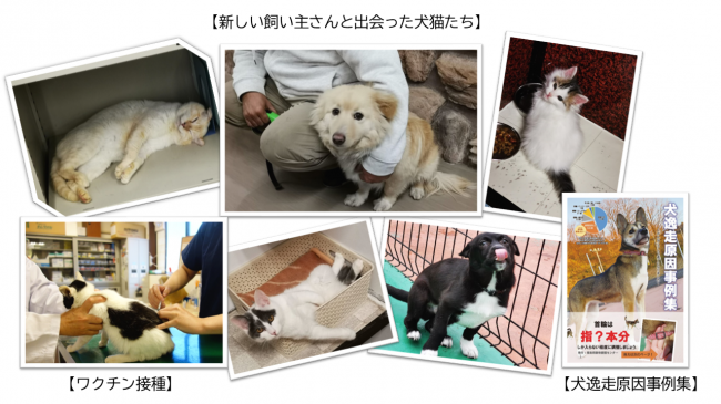 新しい飼い主さんと出会った犬猫たち