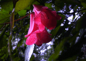 チリの国花のコピウエ 