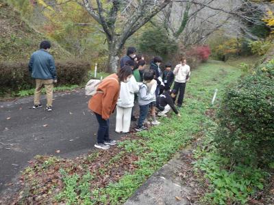 和ハーブの摘み取り