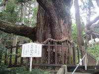 だいひざん大杉