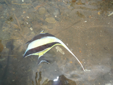 透き通った海の魚