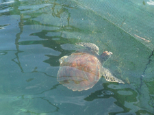 透き通った海のウミガメ