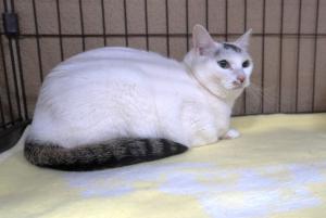 猫２