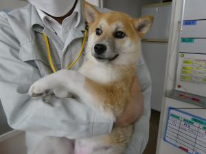 わたげ4
