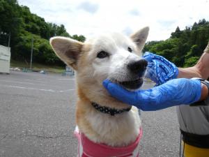 ごん3
