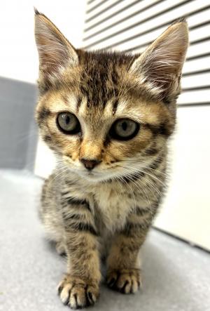 猫１