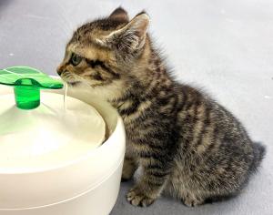 猫２