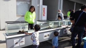 魚展示