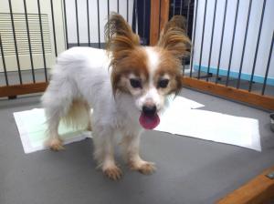 犬