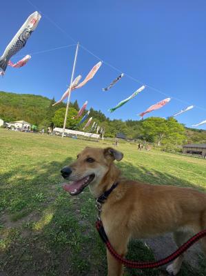 鯉のぼりと！