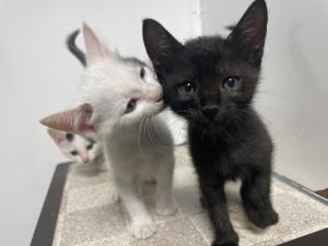 こねこねこ