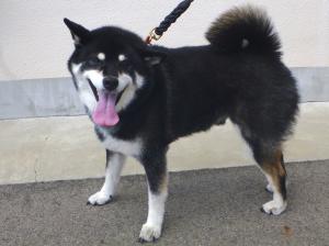 犬