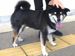 犬２