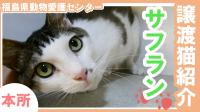 サフ