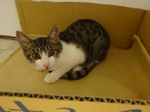 ねこ1