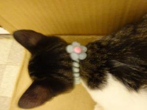 ねこ2