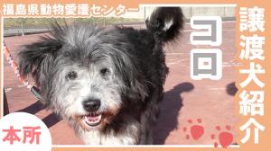 コロ紹介動画