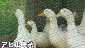 アヒル農法