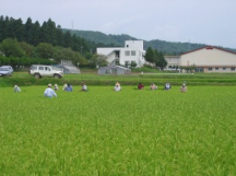 水稲原種生産
