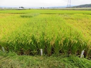 稲の生育の様子