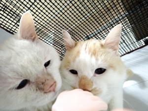 いわ1