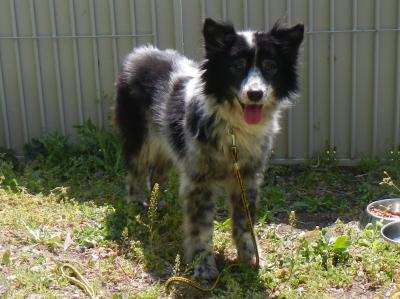 dog04