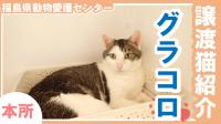 グラ