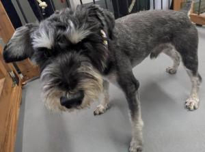 犬