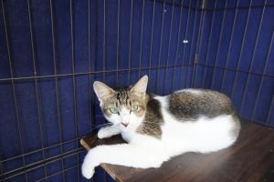 ねこ２