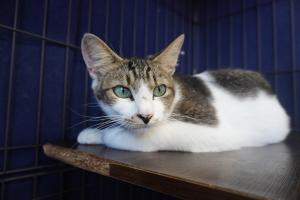 ねこ３
