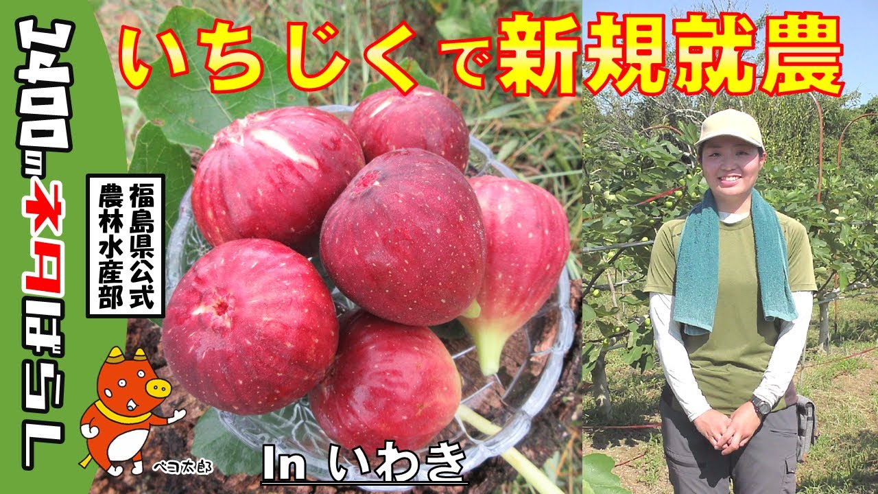 【新規就農】いちじく好き必見！収穫方法とスイーツを紹介