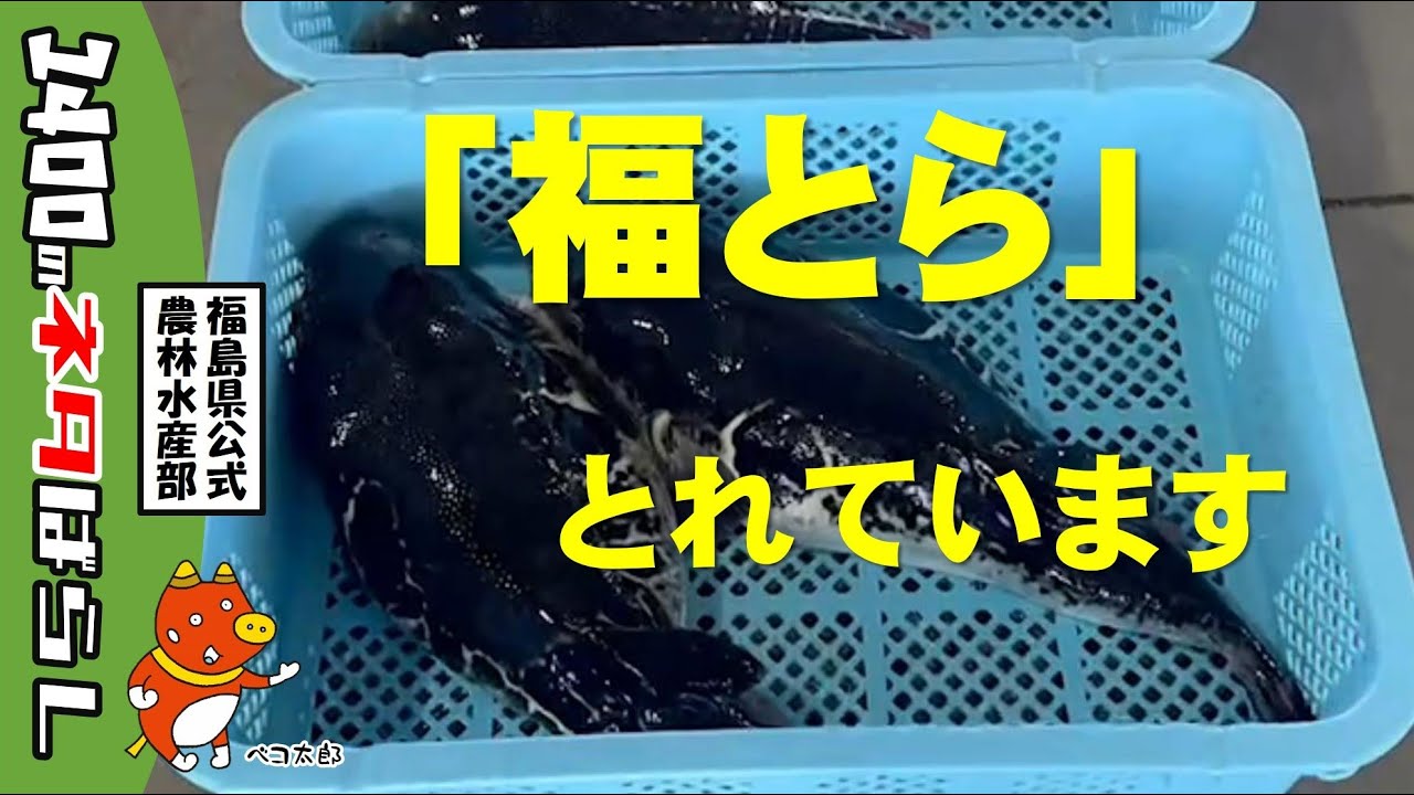 「福とら」トラフグのはえなわ漁に密着