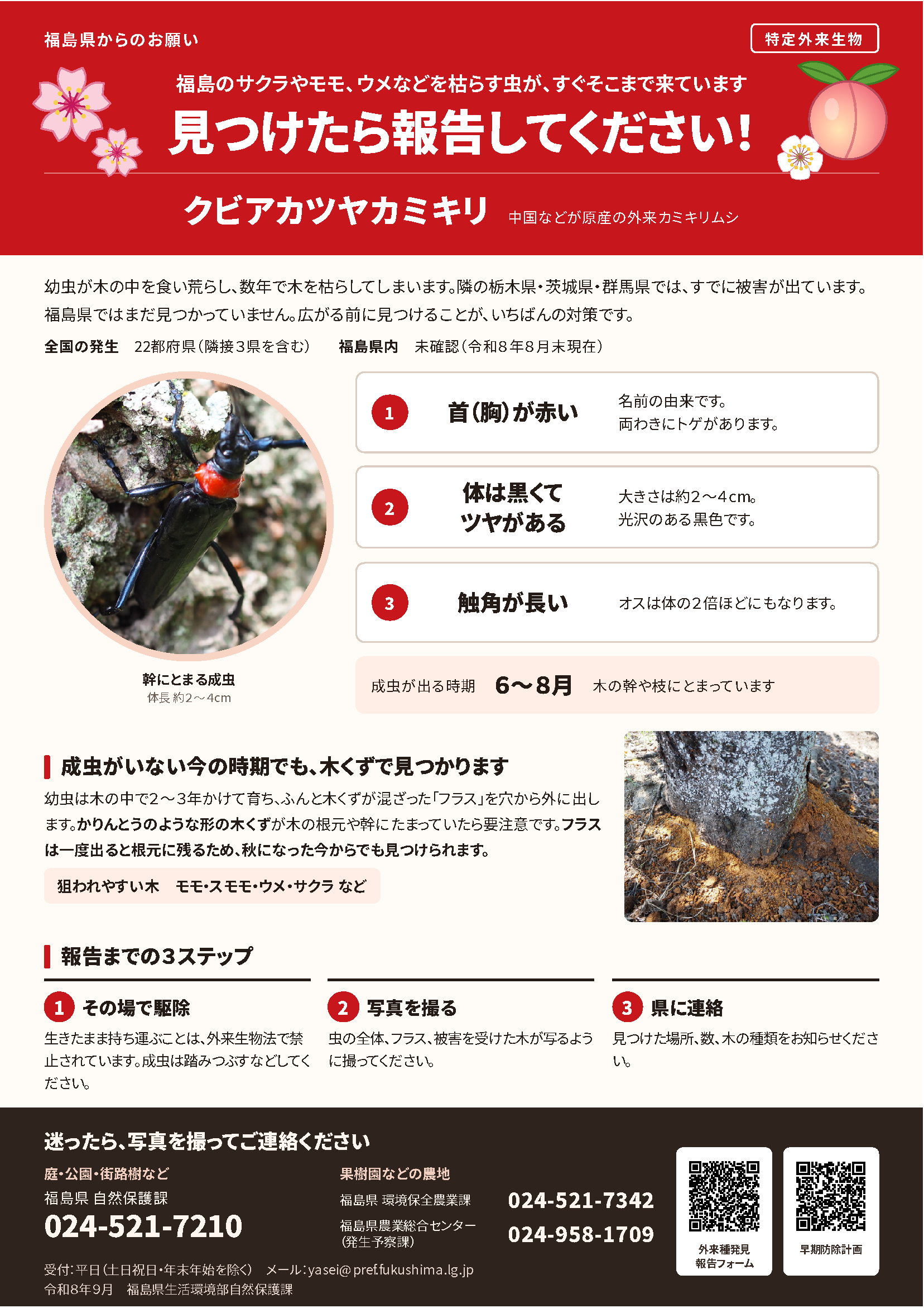 クビアカツヤカミキリチラシ