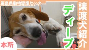 動画はこちら
