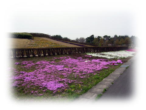 シバザクラ