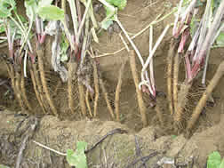 会津野伝統野菜「立川ごんぼ」