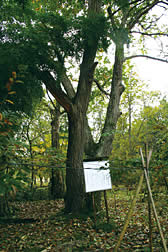 天津クリ津田1号の栗の木