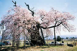 米沢の千歳桜